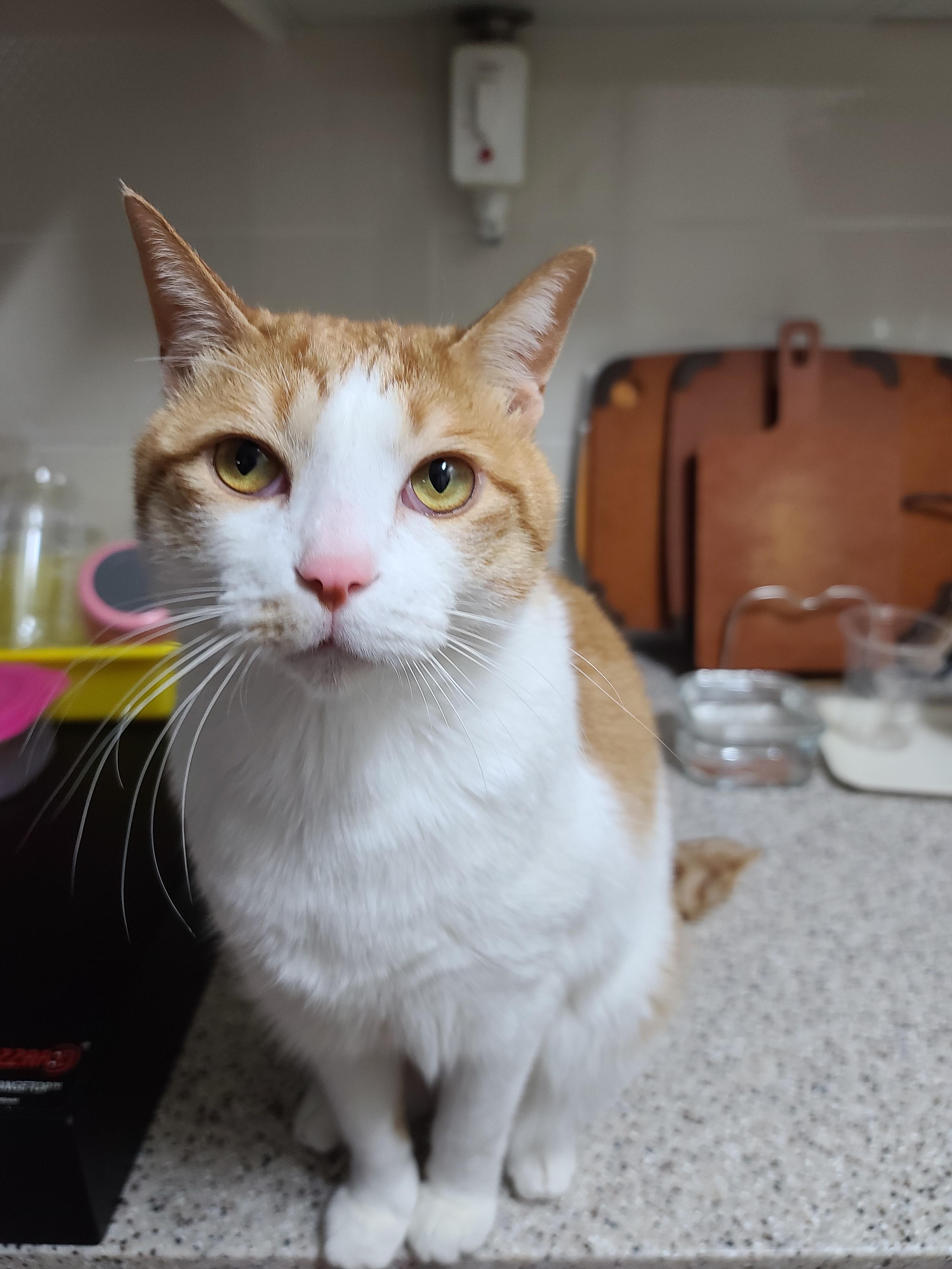 애교많은 치즈고양이 막둥이 삐용