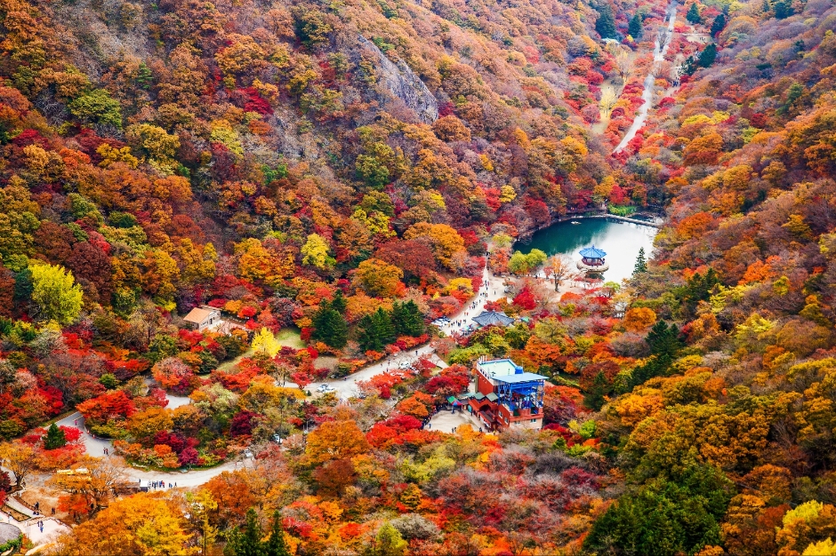 내장산 단풍