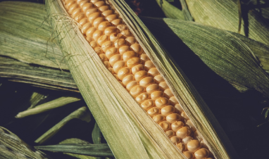 초당옥수수 찌는법