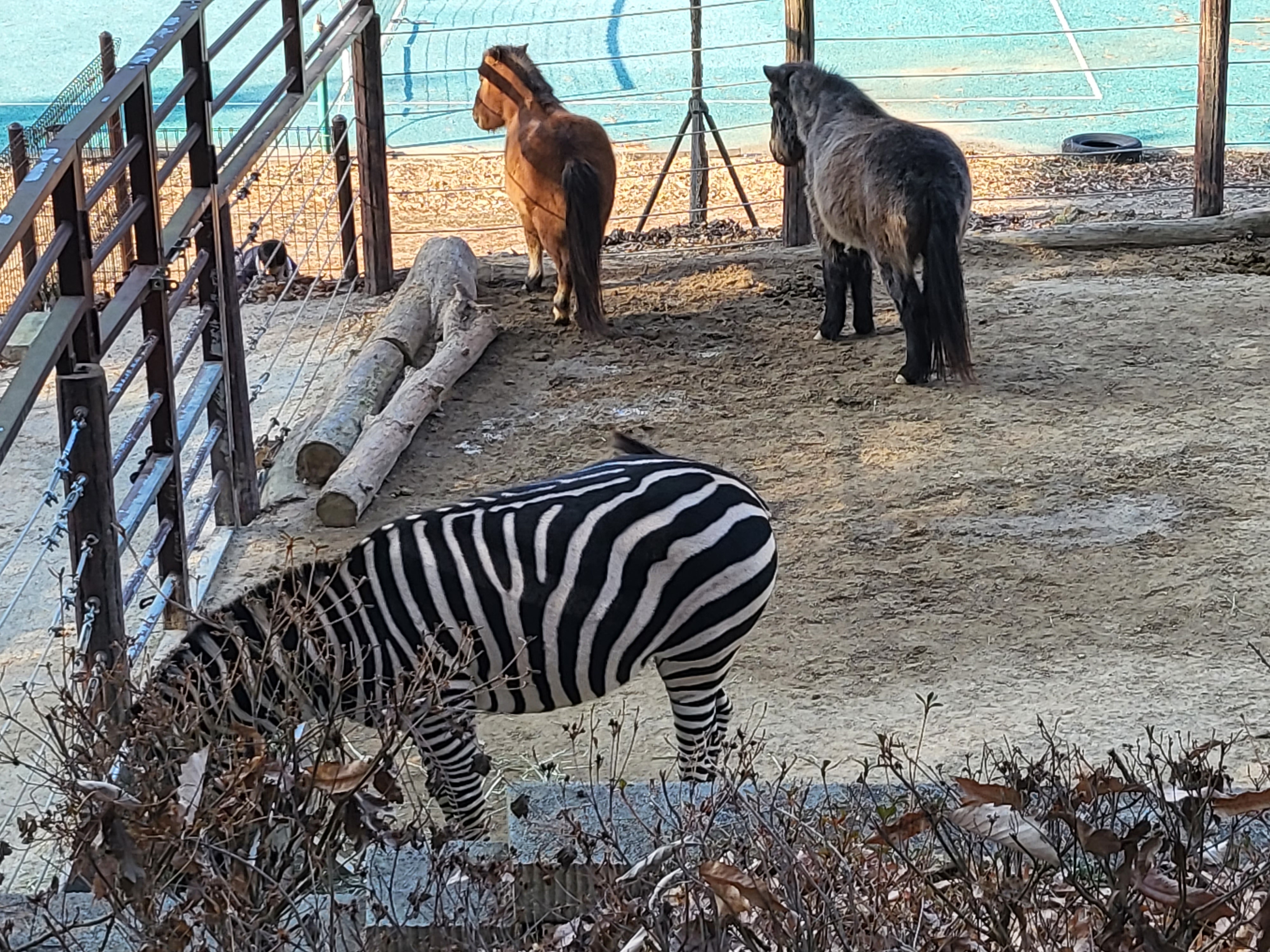 청주 동물원 - 얼룩말