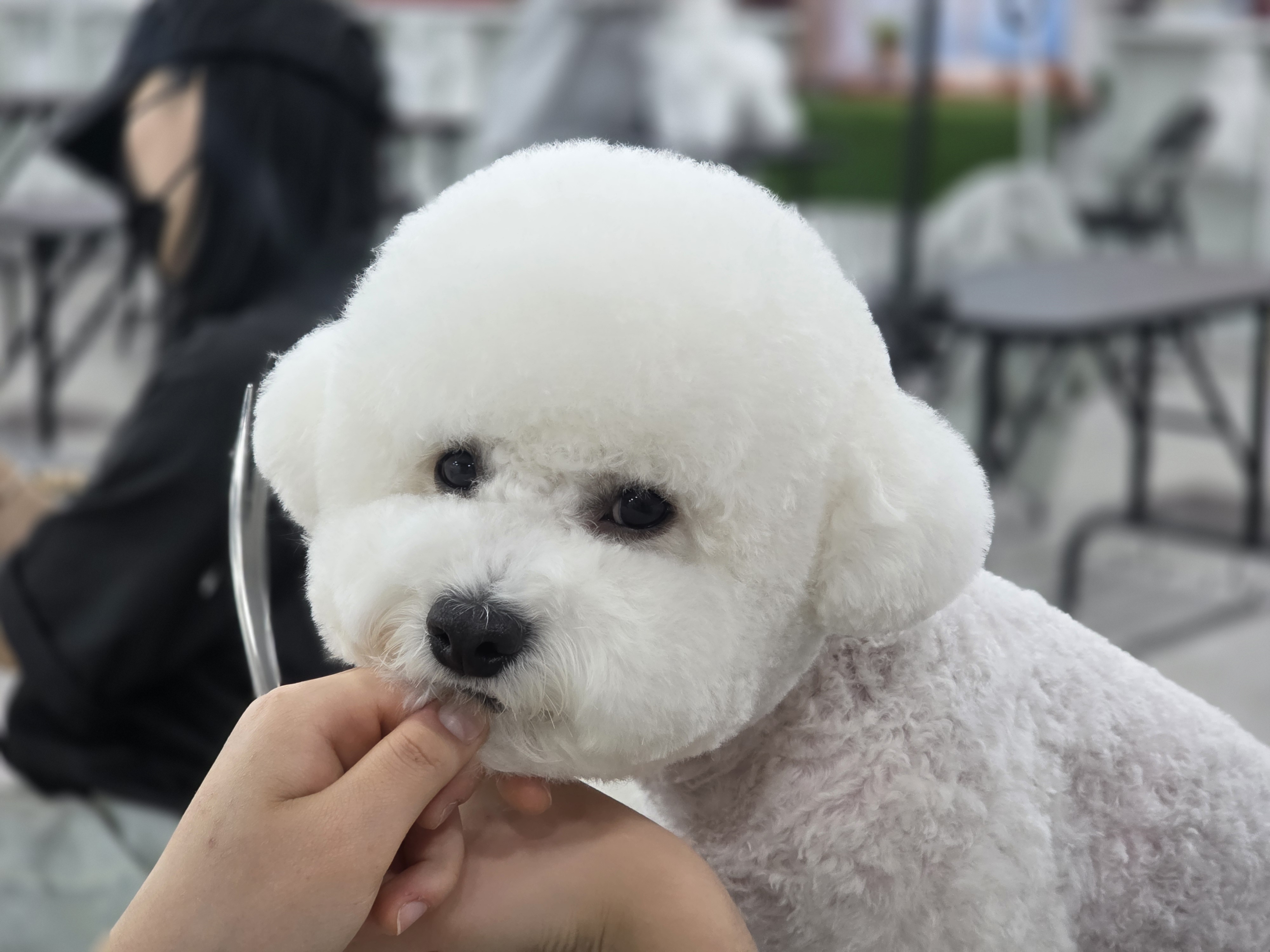 수내애견미용학원 후기