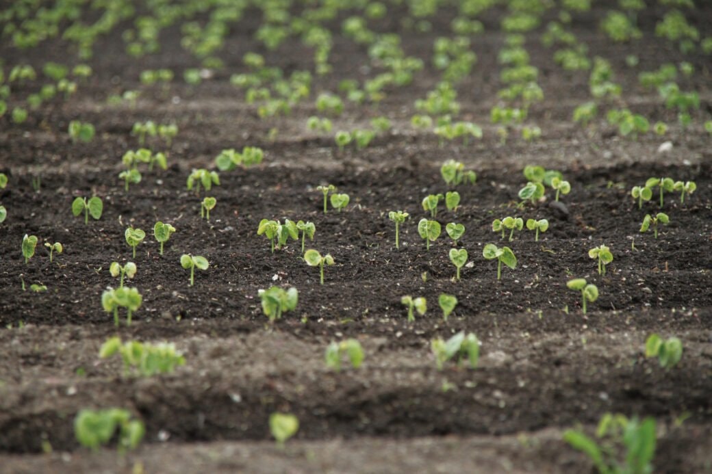 혼베스농장체험