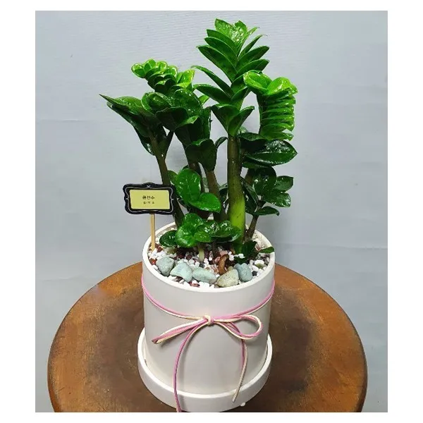 보석금전수 물주기 키우기 잎꽂이 꽃 노란잎 관리 재물운_1