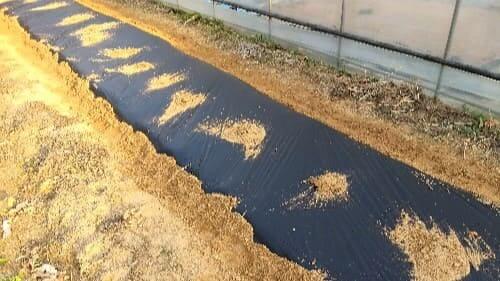 부추재배-종자-파종방법-심는방법