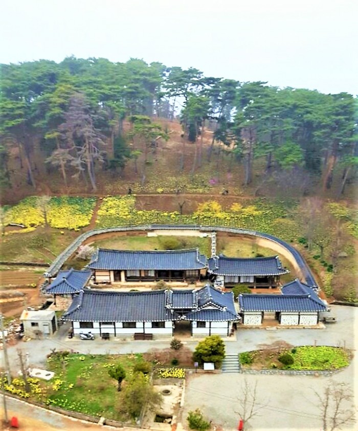 봄 축제 가볼만한곳: 서산유기방가옥 수선화 축제