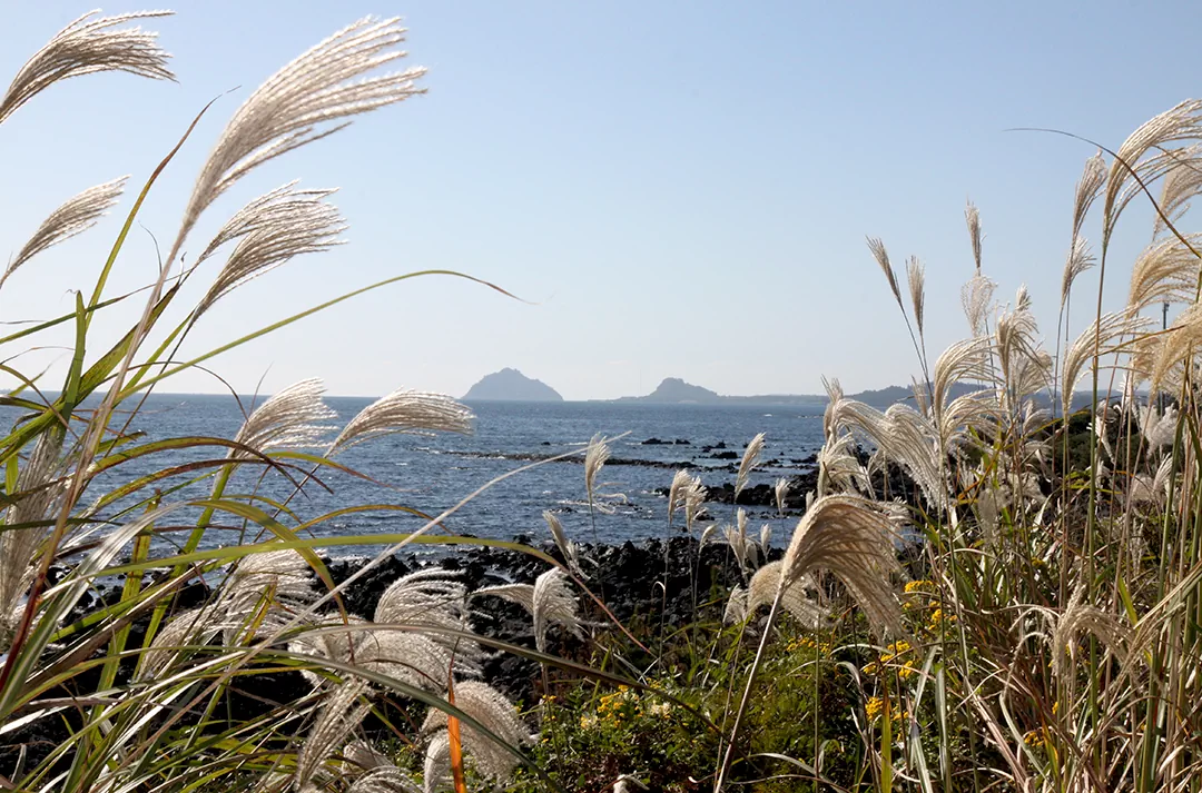 제주 올레길 5코스 남원 - 쇠소깍 올레 초보자를 위한 완벽 가이드