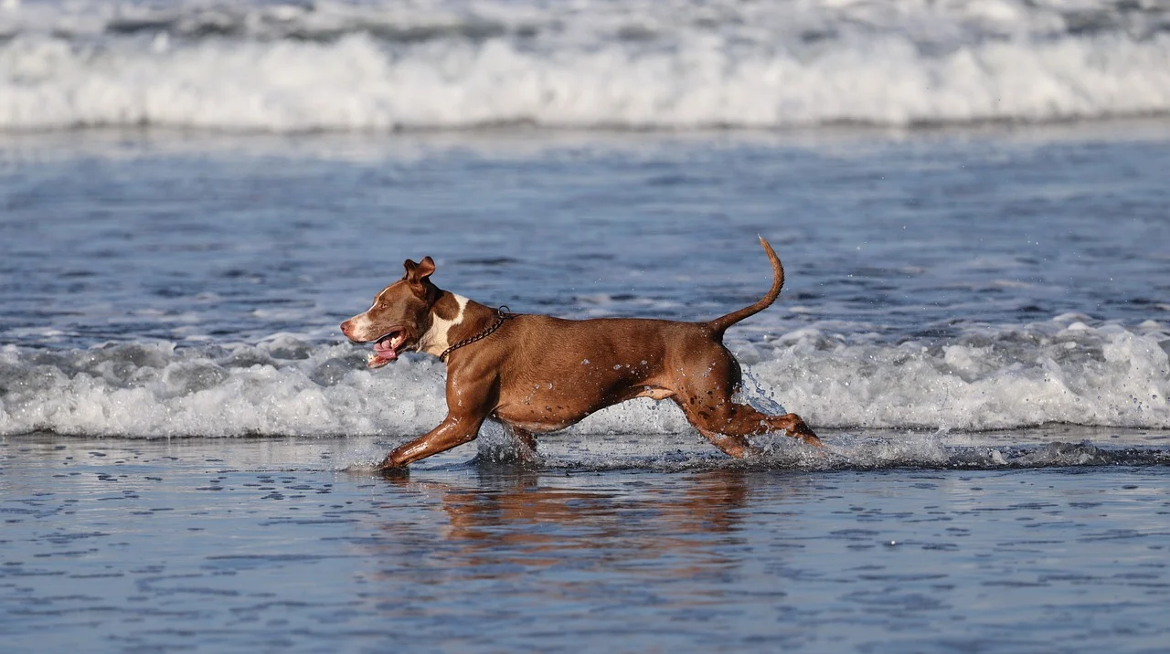 2025 펫쇼코리아 일산 킨텍스 완벽 가이드: 입장&middot;부스&middot;이벤트 총정리!
