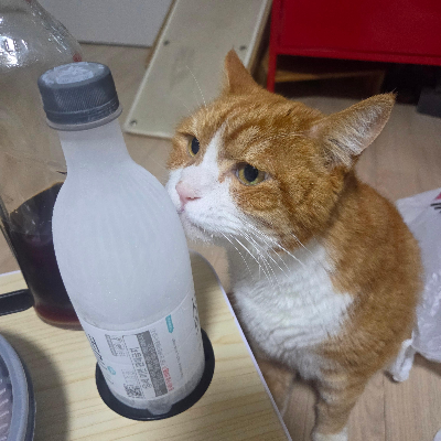 고양이 설사 (정상 변과 이상 변 구별법) 원인과 관리방법 총정리