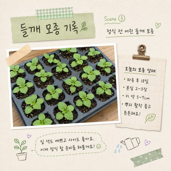 들깨 파종시기