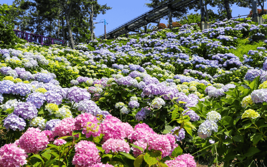 오색정원수국의 아름다운 장면