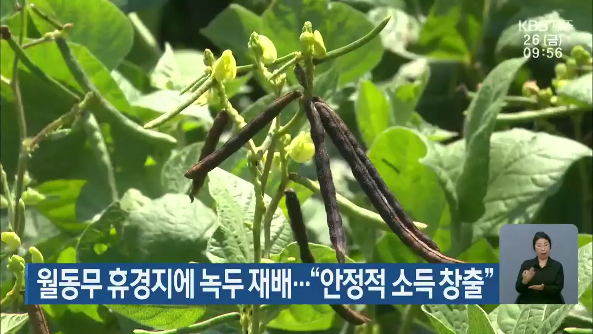 녹두 재배 직파 심기 병해 예방 수확 건조_5