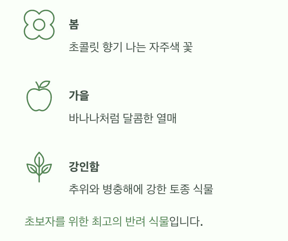 토종 바나나, 으름덩굴의 매력