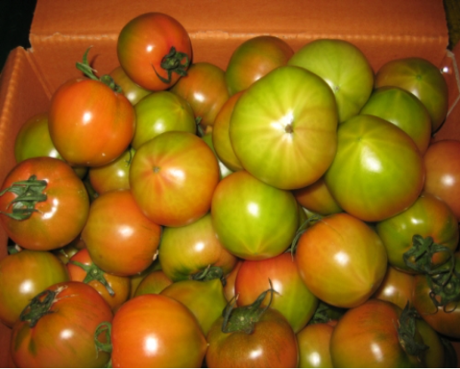 6시내고향 대저토마토 대처짭짜리토마토 대처찰토마토 가격 및 구매방법 부산우리토마토농장