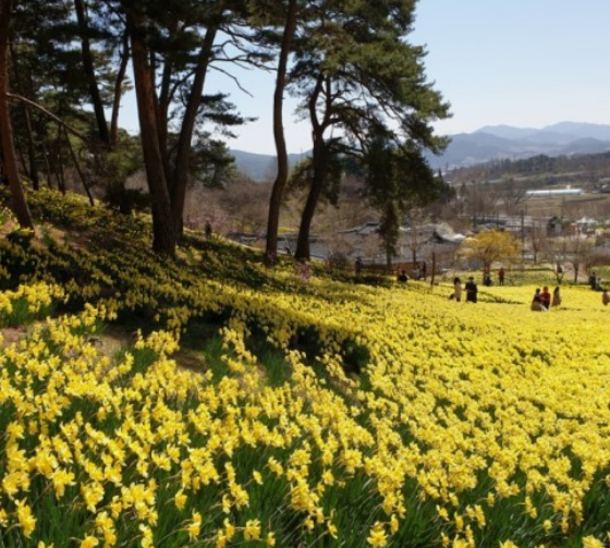 전국수선화명소