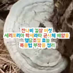 세리포리아-락세라타-균사체-배양물-효능