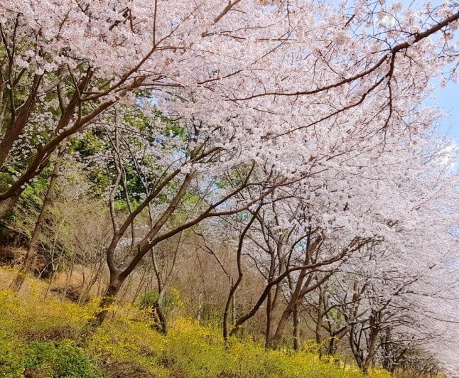 벚꽃축제 /부산 벚꽃 드라이브 코스 /숨은 벚꽃명소