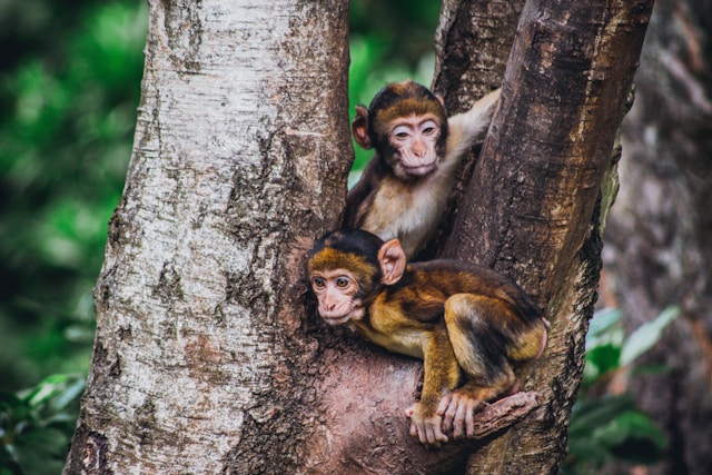 세계자연보전연맹(IUCN) 역할과 멸종위기종 보호 활동