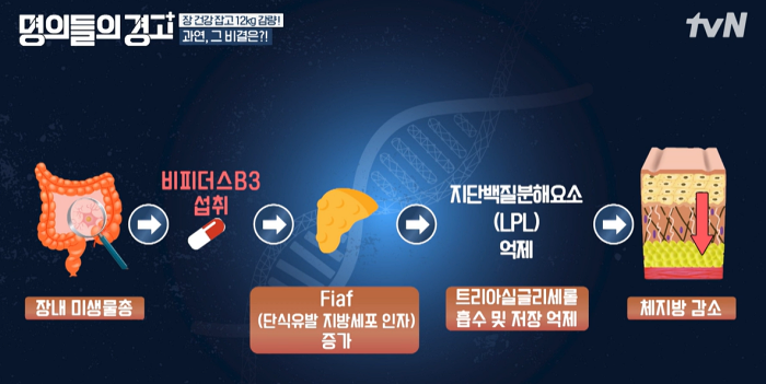 비피더스 B3 유산균