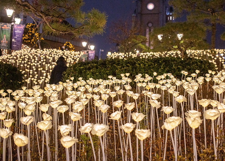 명동성당 크리스마스 LED 장미정원2