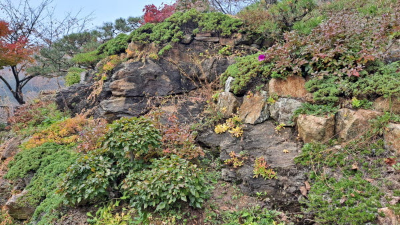 단풍명소_화담숲_자작나무숲