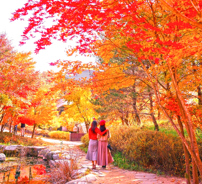 단풍