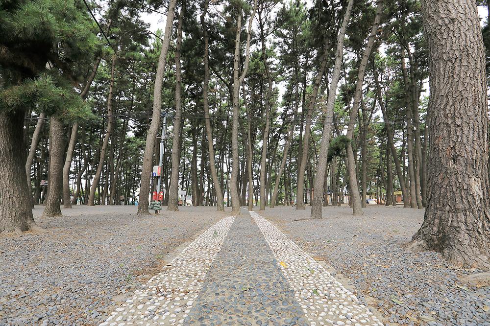 서천군 춘장대 나드리캠핑장 소개