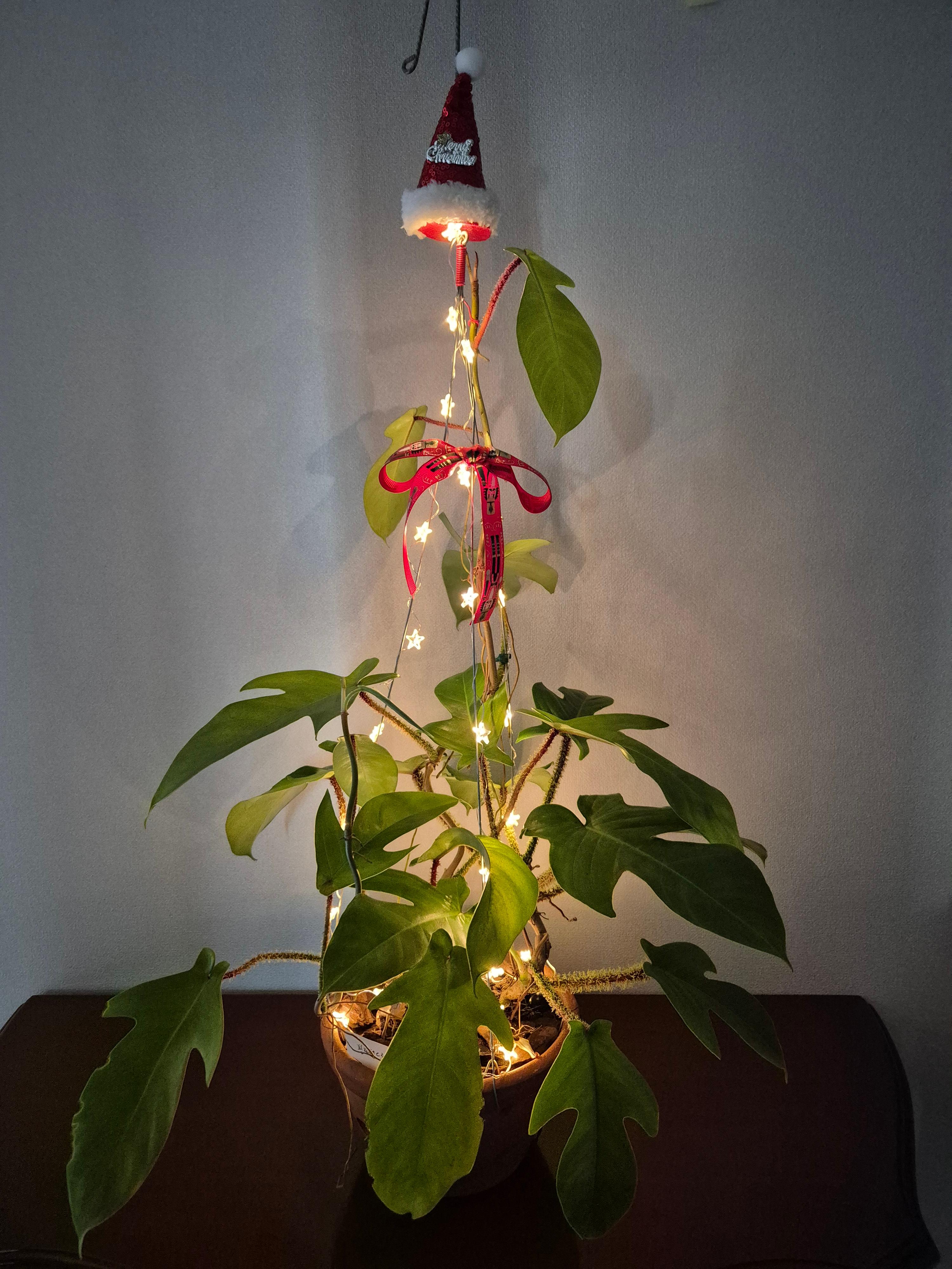 당진 포마이그린 꽃집&amp;#44; 화분&amp;#44; 꽃&amp;#44; 테라리움&amp;#44; 스칸디어모스 - 솔뫼성지 로컬푸드 입점&amp;#44; 테라리움수업&amp;#44; 꽃수업