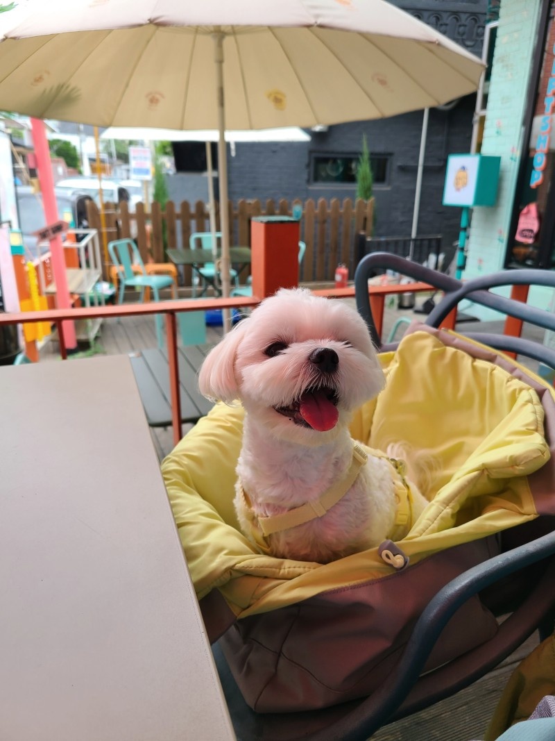 애견동반식당 오피큐알