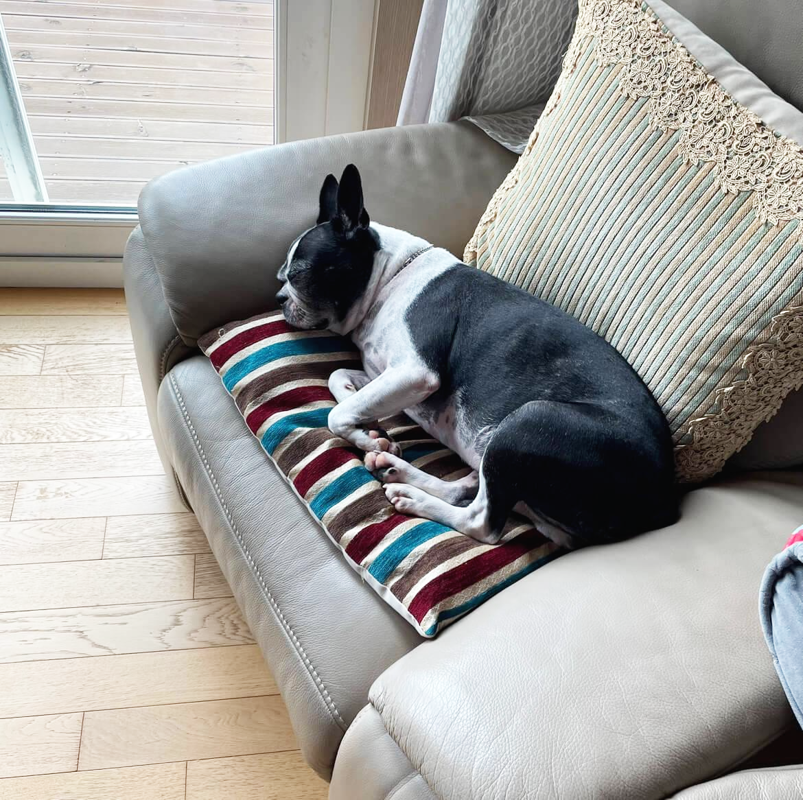 강아지 구토 원인 