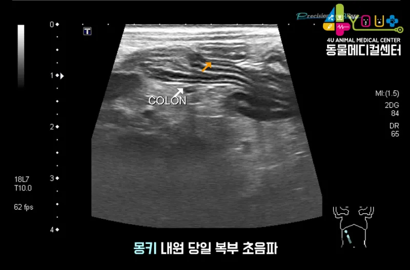 강아지 복막염 원인과 치료 방법_1