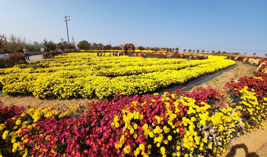 노란색과 자주색 소국 