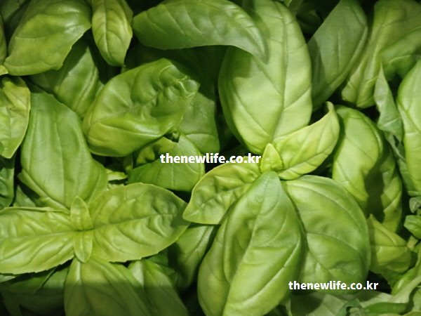 뇌신경 전달 물질에 작용하는 리날룰과 마그네슘 성분이 담긴 바질 효능 차 사진