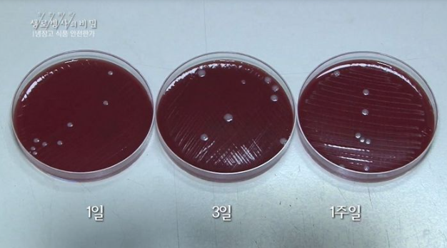 저온에서도살아있는세균