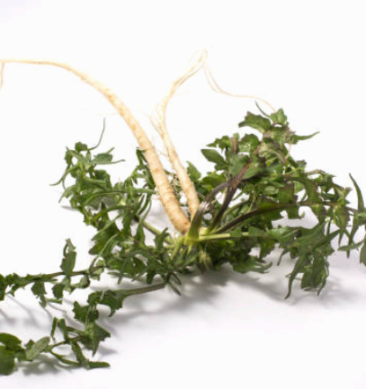 냉이 이미지사진