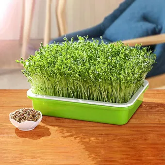 새싹보리 재배 발아 온도 물 분무 수확 시기_15