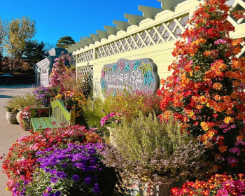 벽초지 수목원 가을꽃 국화축제_8