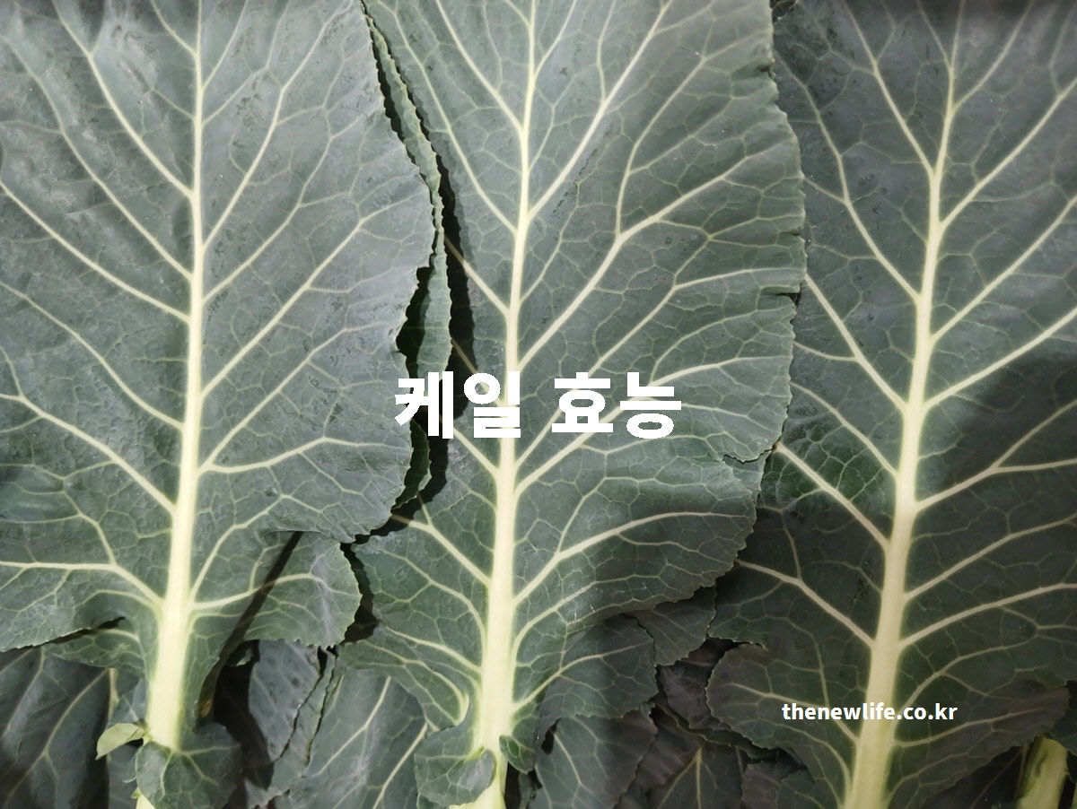 세계 10대 슈퍼푸드 케일 효능을 설명하기 위한 신선한 케일 대표 실사진