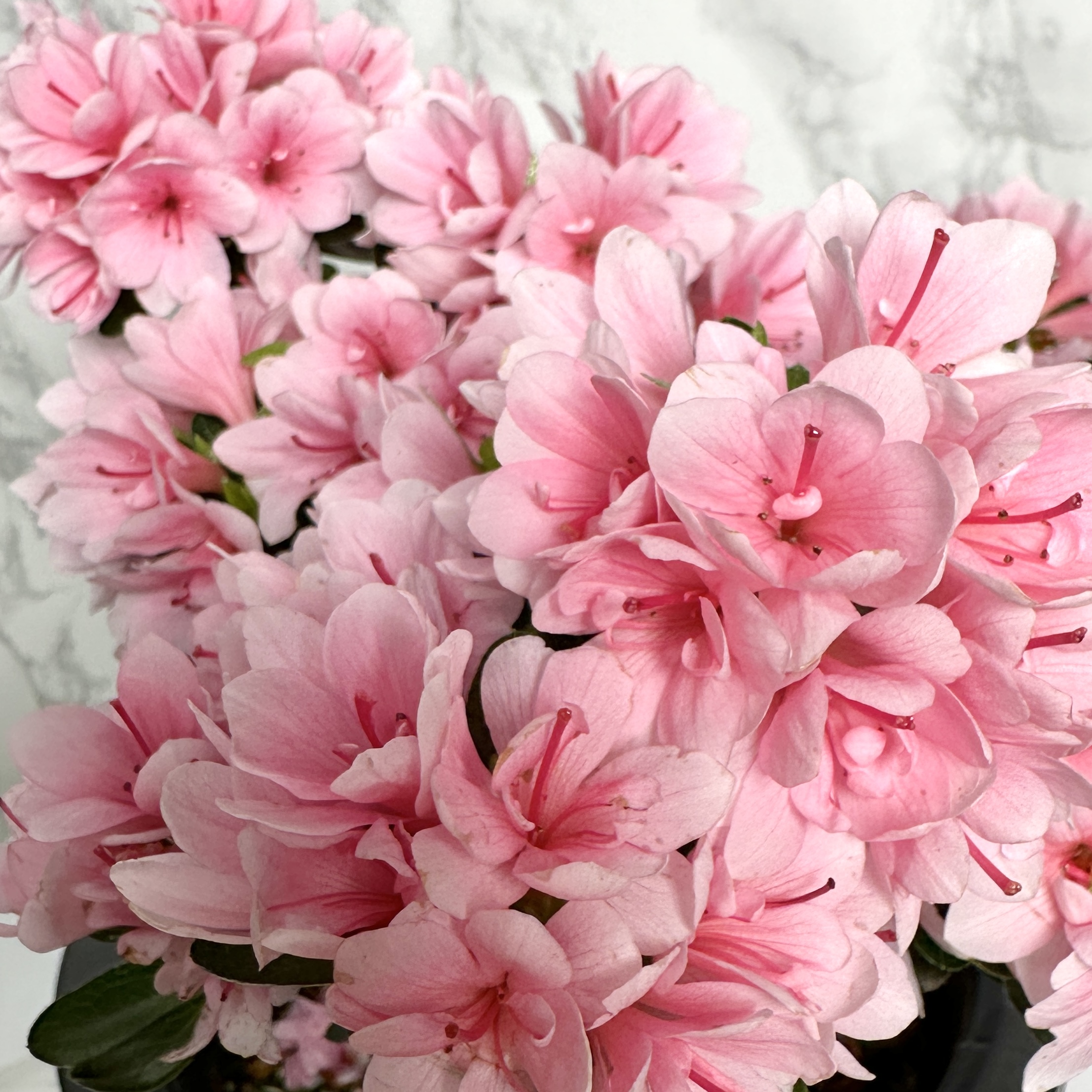 노지월동 가능한 꽃나무 추천 방울 철쭉