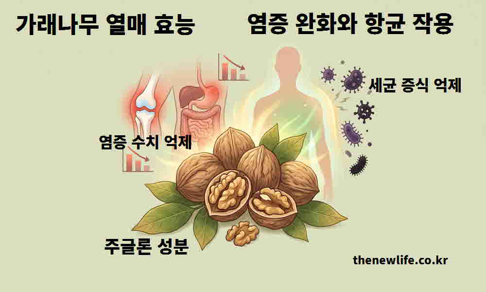 가래나무 열매 효능 염증 완화 항균 작용