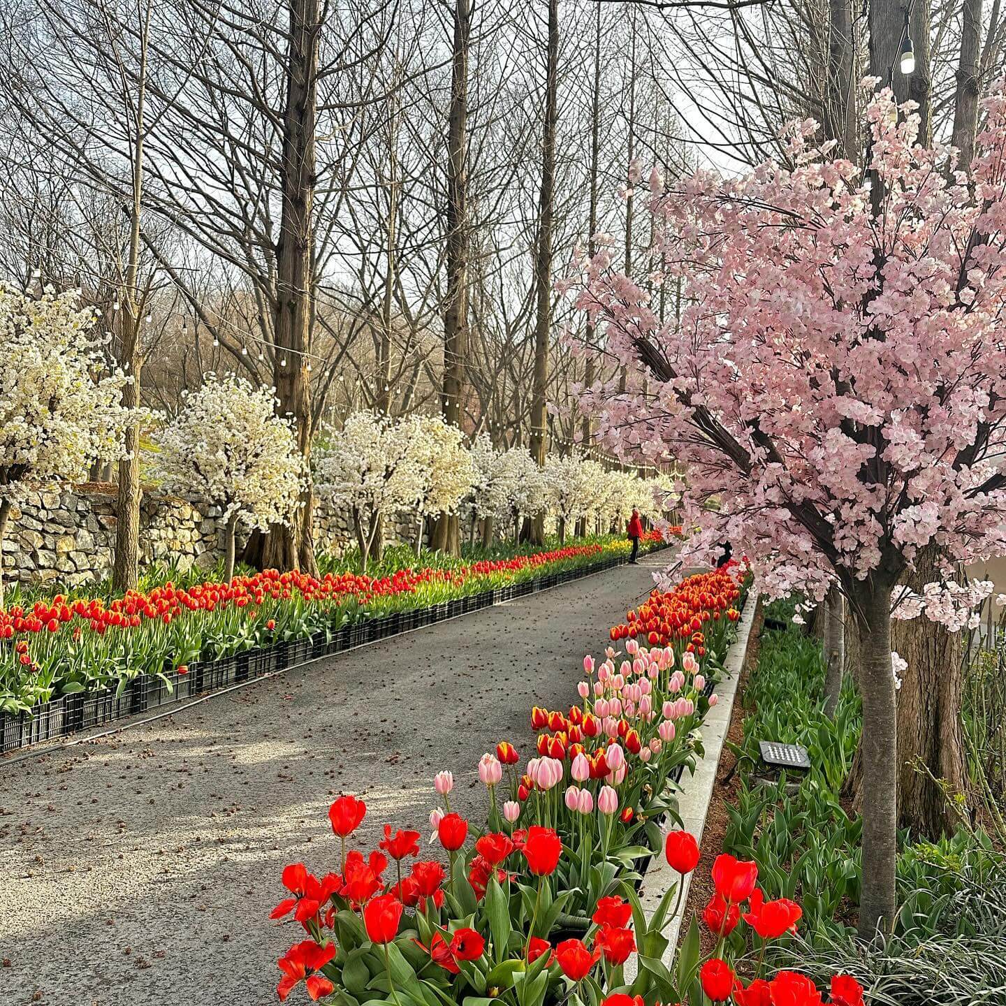 억만송이 봄꽃대향연 튤립 수선화 축제