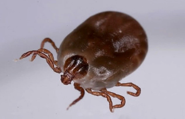 SFTS 중증열성혈소판감소증후군 증상 4가지 및 치료 예방 총정리