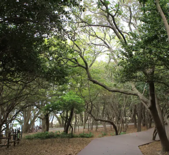 오동도 내 나무로 놓여진 길 주변으로 가득한 오동나무들