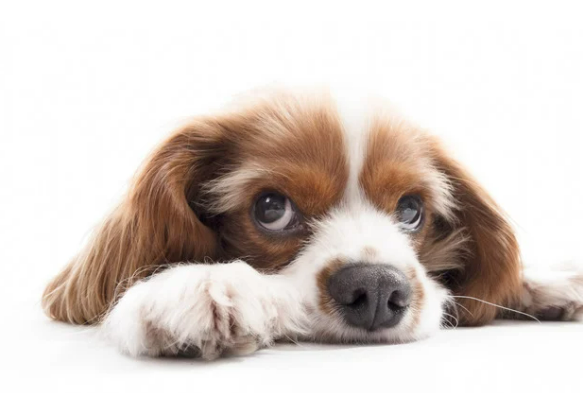 강아지 치매 증상 보호자가 알아야 할 관리법 총정리