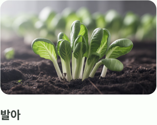 씨앗부터 시작하기 (파종과 솎아주기)