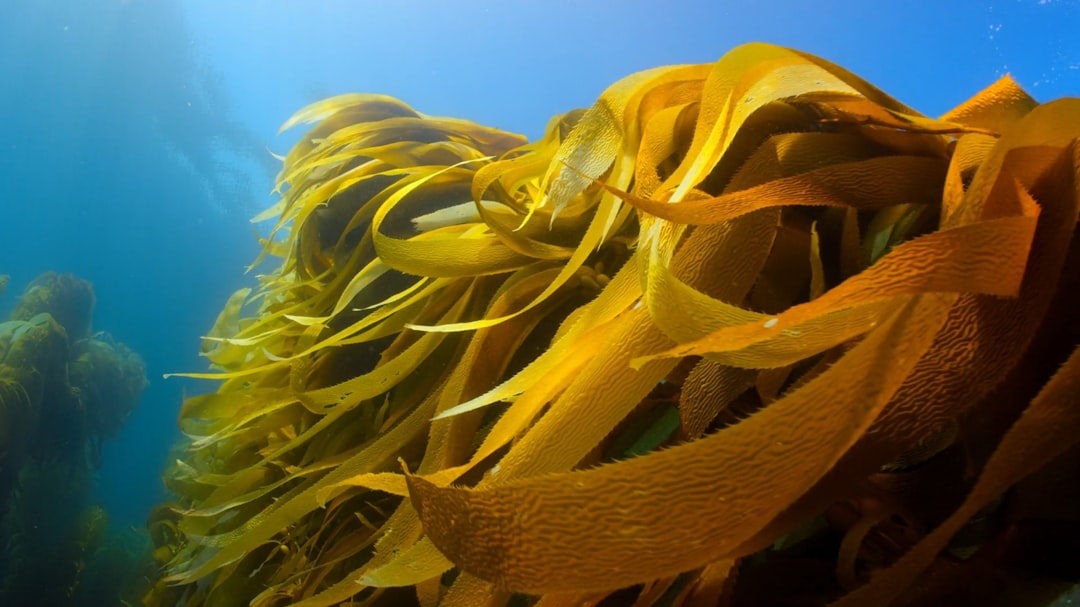 Kelp