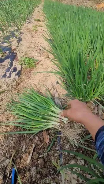 텃밭 부추 쪽파 재배 다년생 관리 수확주기 웃거름 월동_3