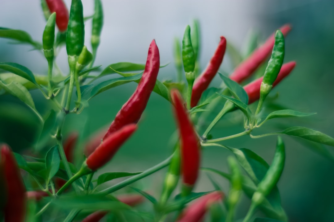 Pepper
