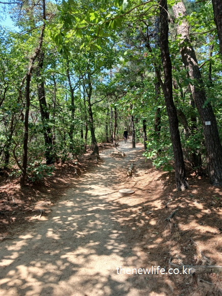 Person walking on a forest hiking trail – example of outdoor uphill cardio exercise-숲속 등산로를 걷는 사람 – 야외 오르막 유산소 운동 예시