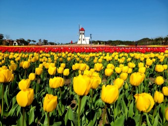 신안 임자도 큘립축제