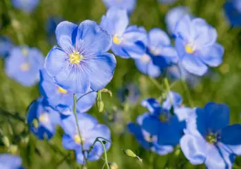 아마씨 효능 및 영양성분&amp;#44; 부작용